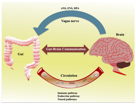 Ijms Free Full Text Gut Brain Axis Role Of Gut Microbiota On Neurological Disorders And How