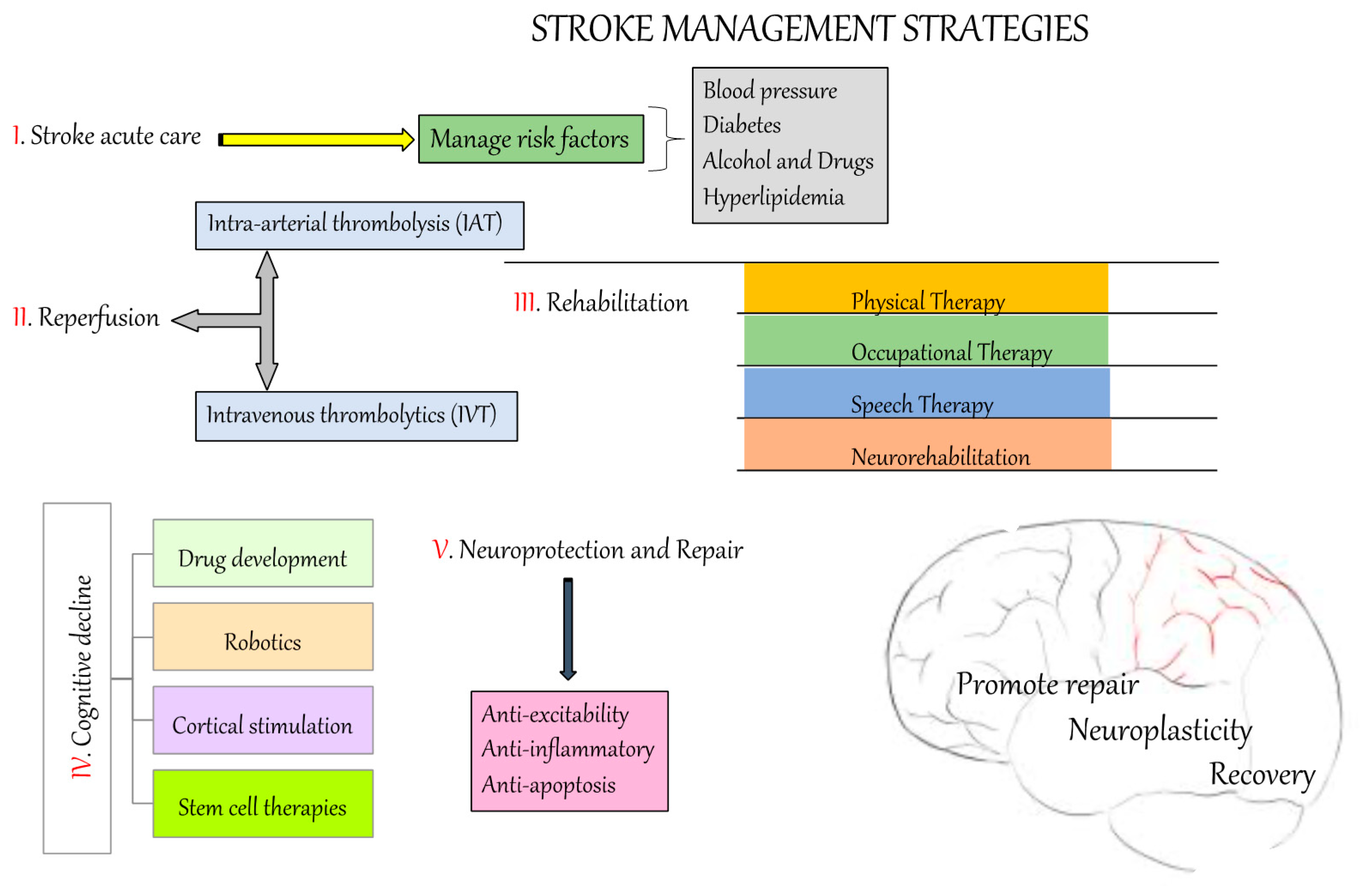 IJMS Free FullText Pathophysiology and Treatment of Stroke Present Status and Future