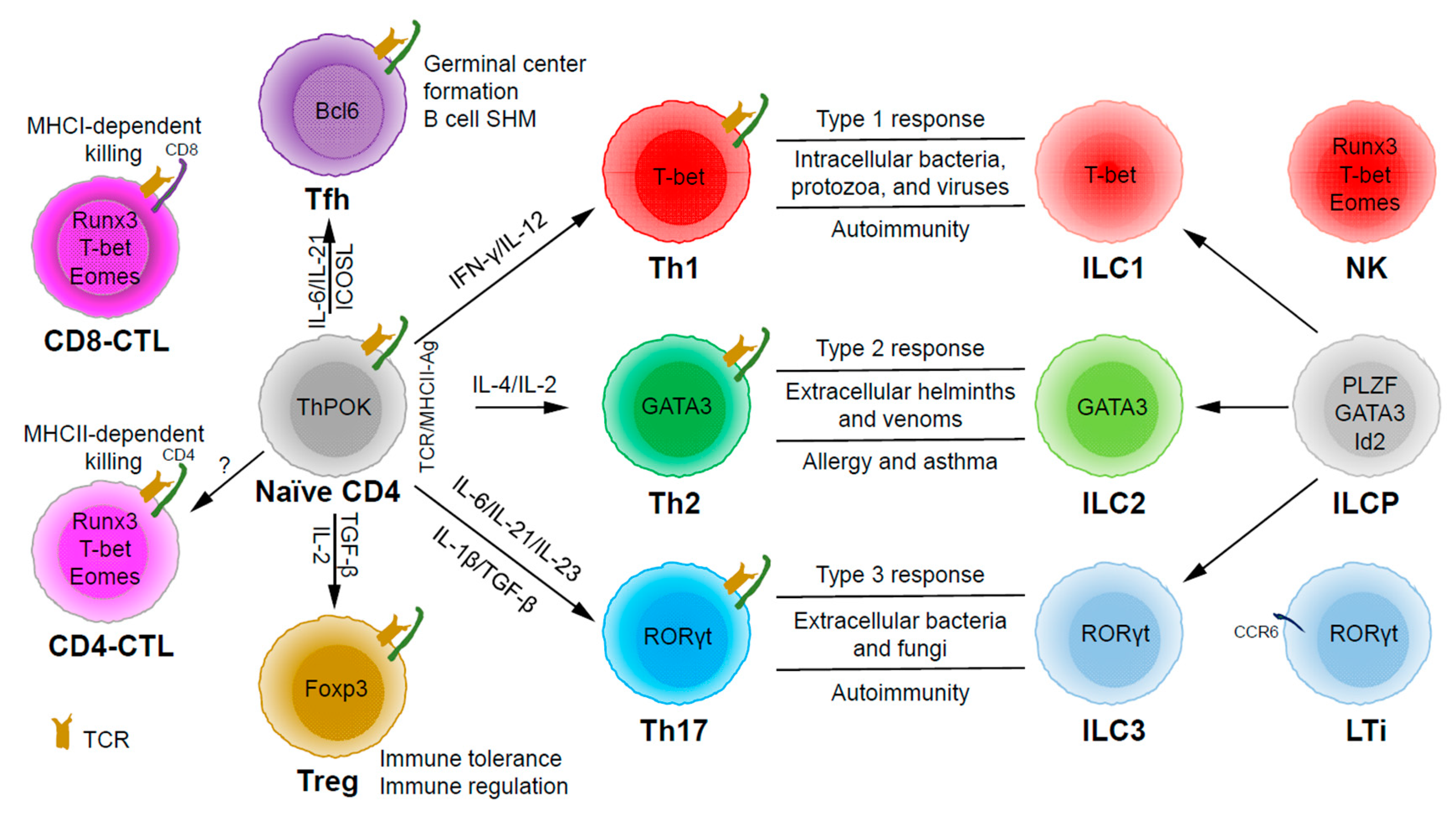 B-cells vs. T-cells: What are Helper, Killer and Cytotoxic T cells