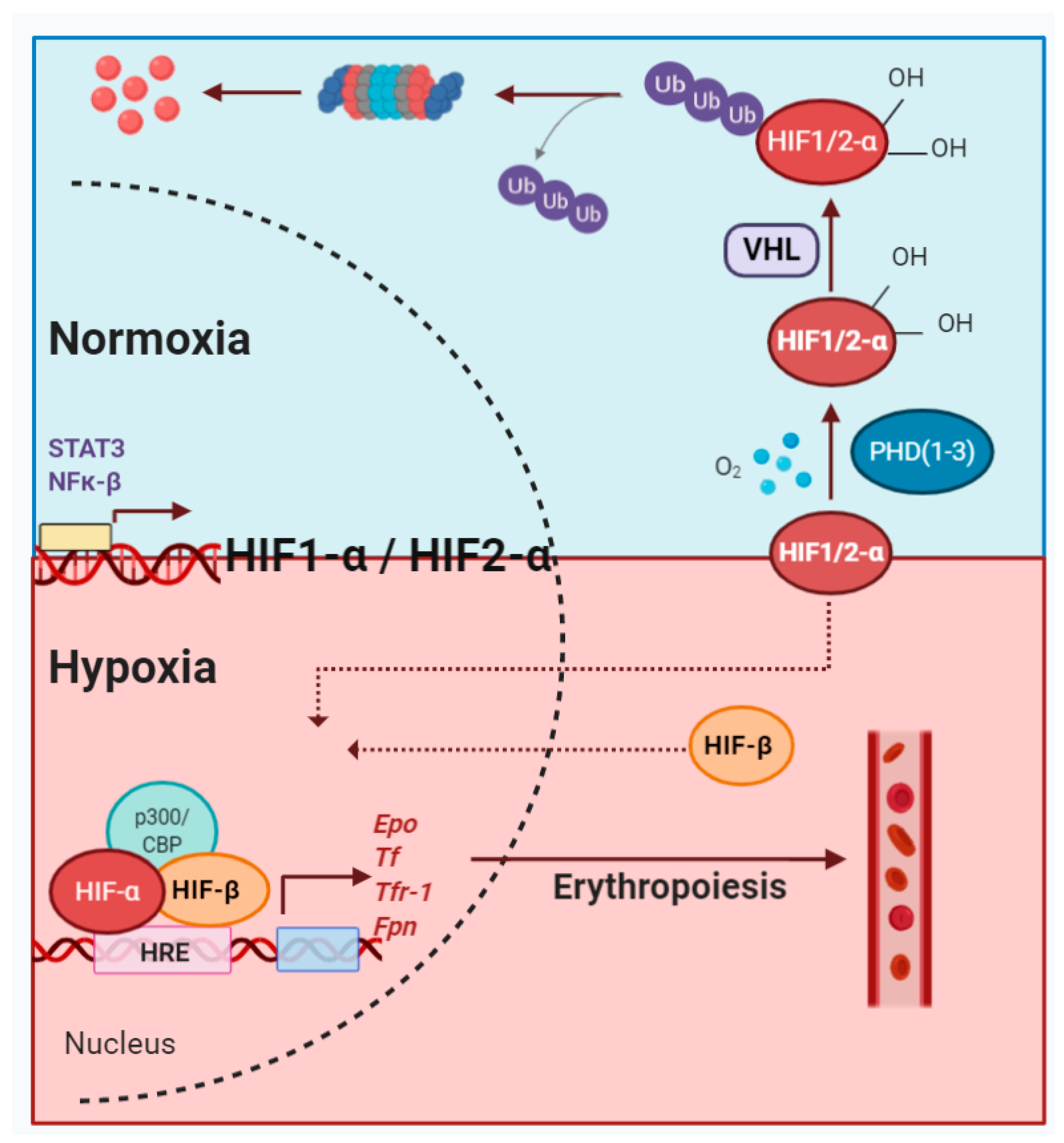 IJMS | Free Full-Text | Hypoxia Pathway Proteins are Master Regulators ...