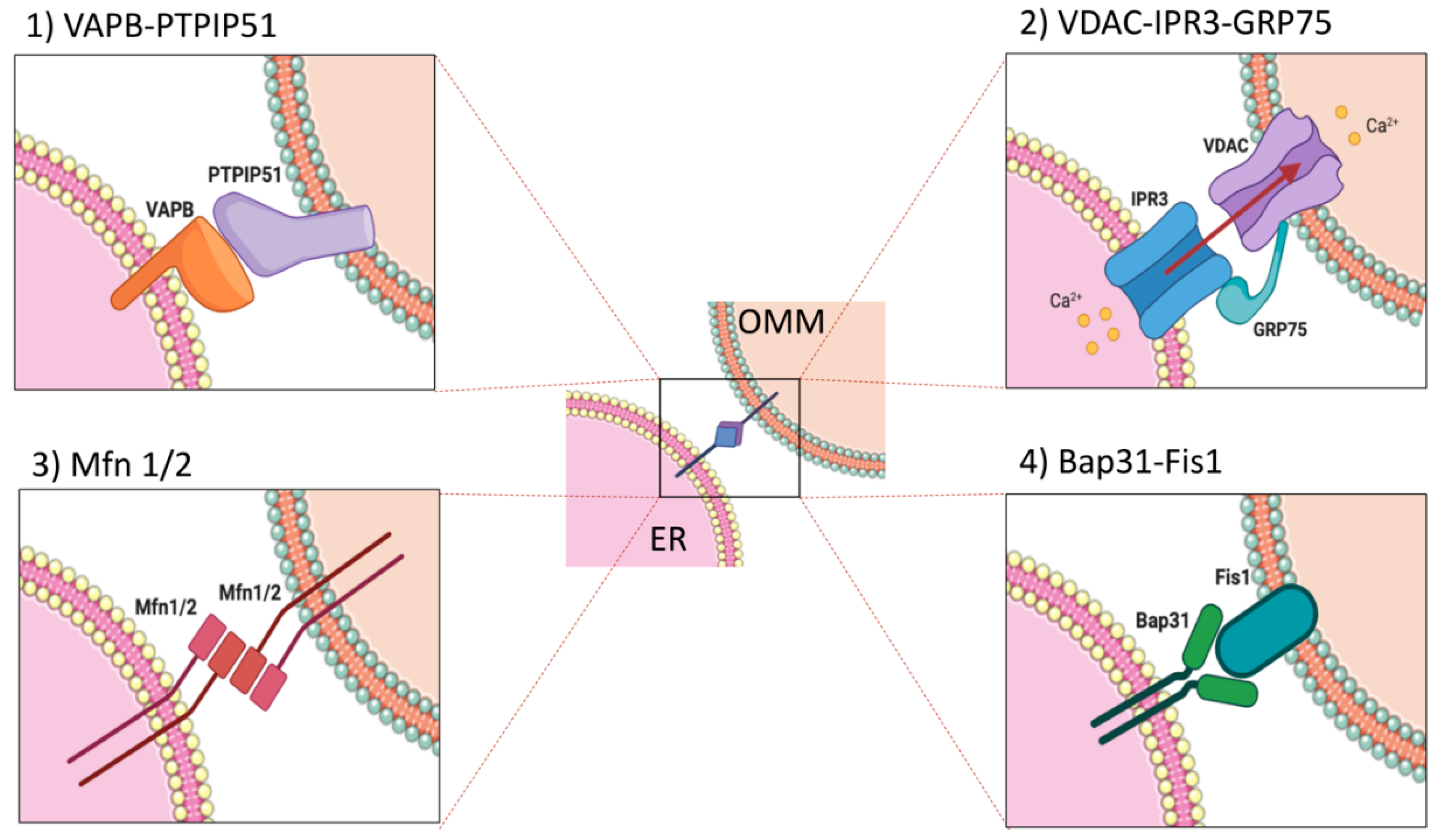 IJMS | Free Full-Text | ER–Mitochondria Contact Sites Reporters ...