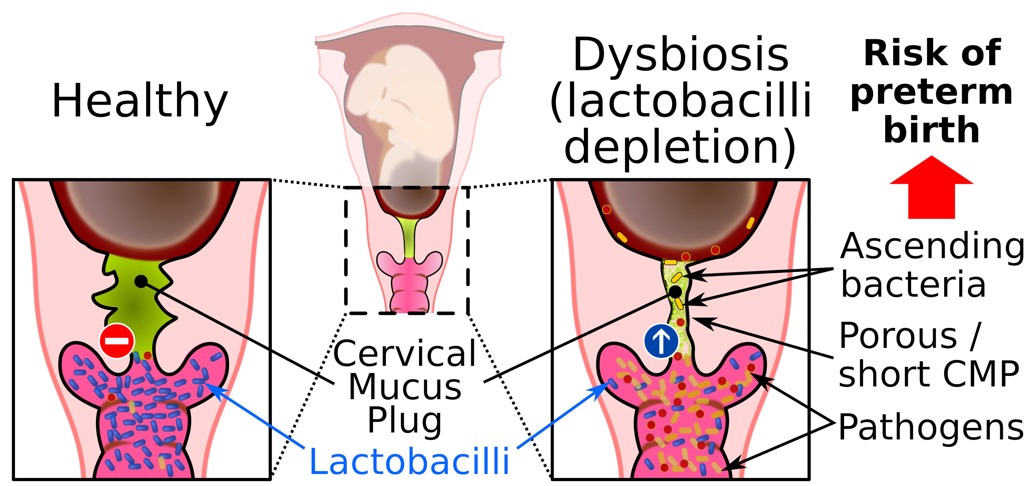 Photographs showing vaginal mucus discharges assessed according
