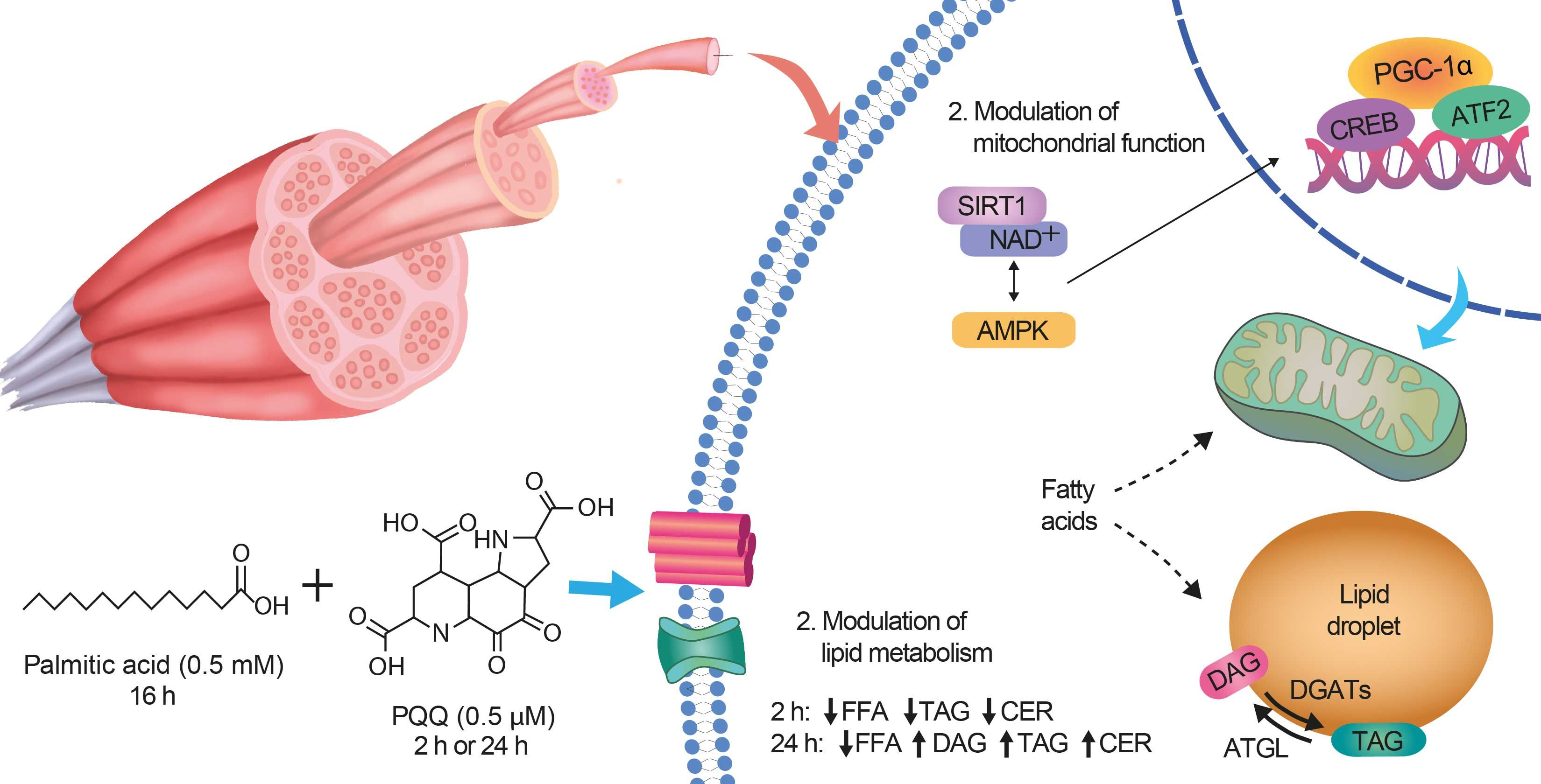 blog-1-1 Pyrroloquinoline Quinone for energy