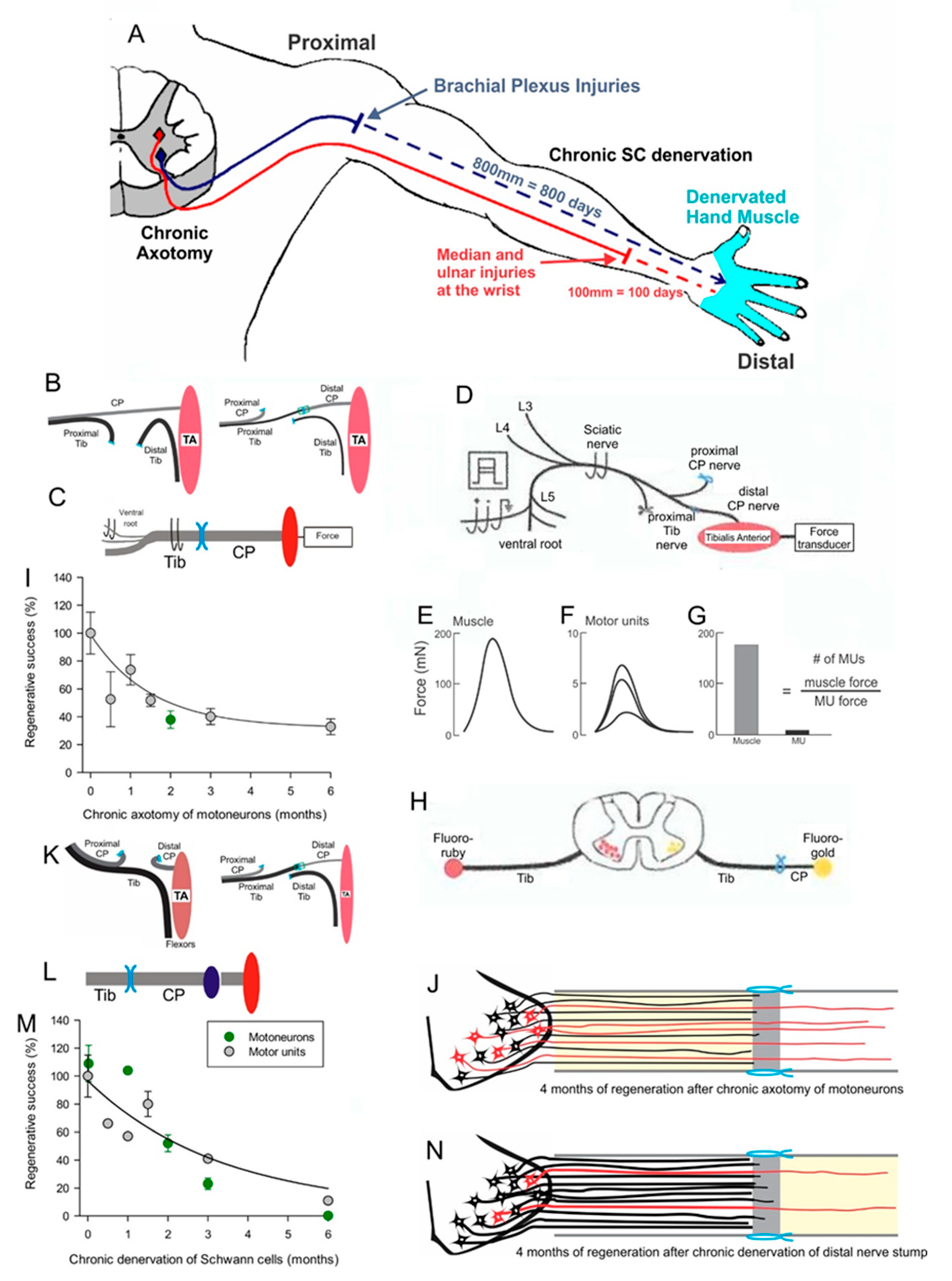 Nerve regeneration and muscle reinnervation. Neuromuscular electrical