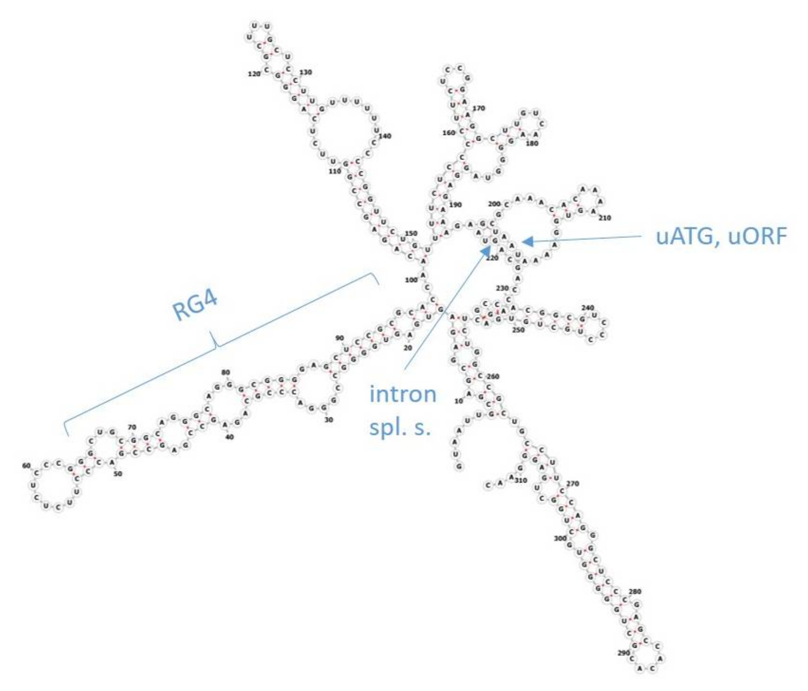How 5' Flanking region and 5' UTR are different?