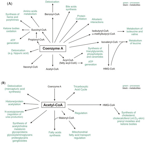 IJMS | Free Full-Text | The Pathophysiological Role of CoA