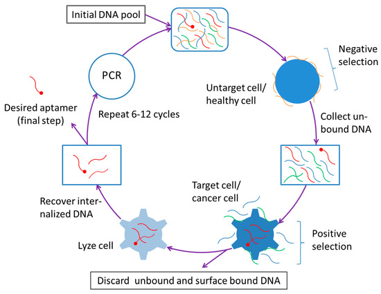 Aptamer-Functionalized Nanoparticles in Targeted Delivery and Cancer ...