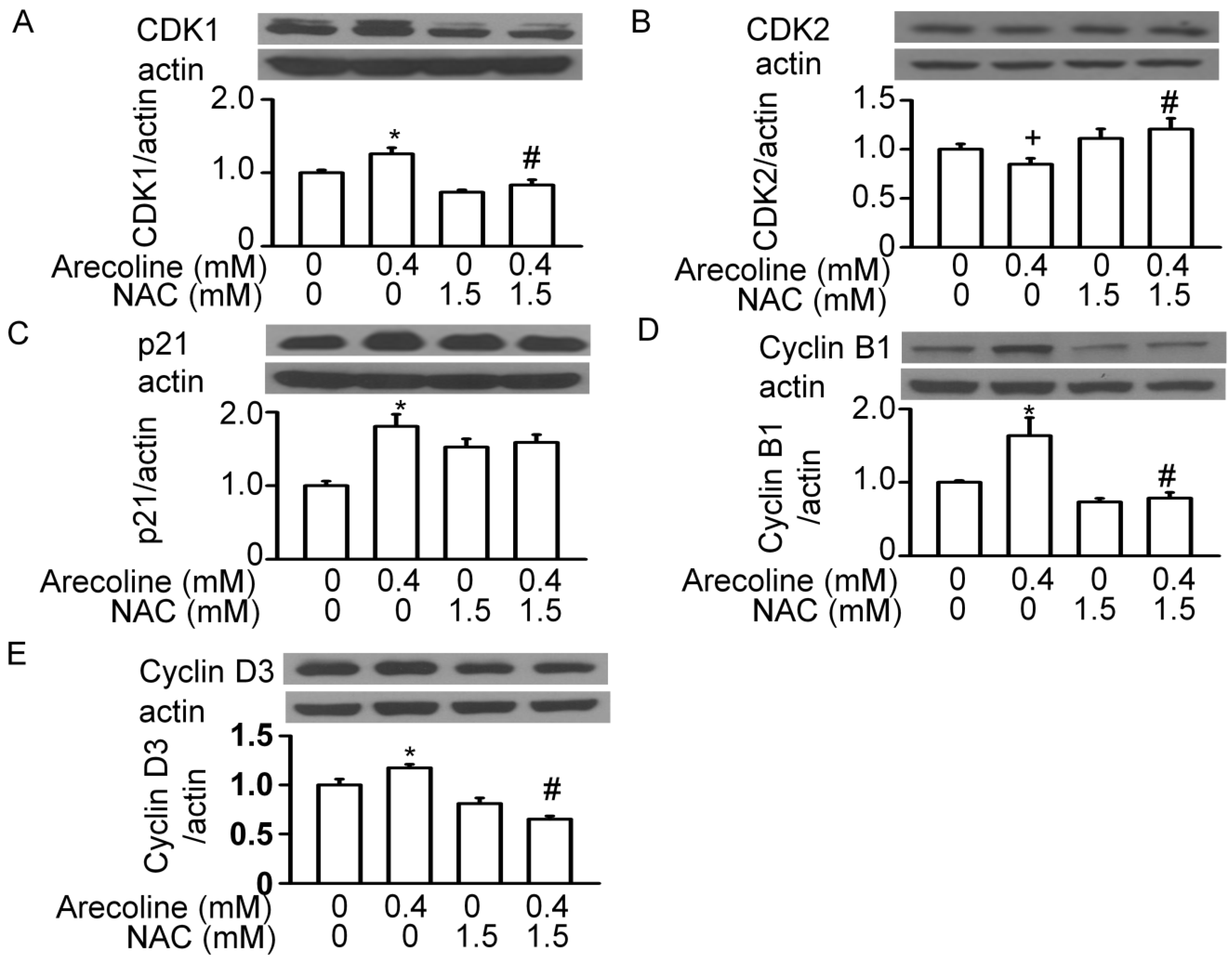 Ijms Free Full Text Betel Nut Arecoline Induces Different Phases Of Growth Arrest Between 8068