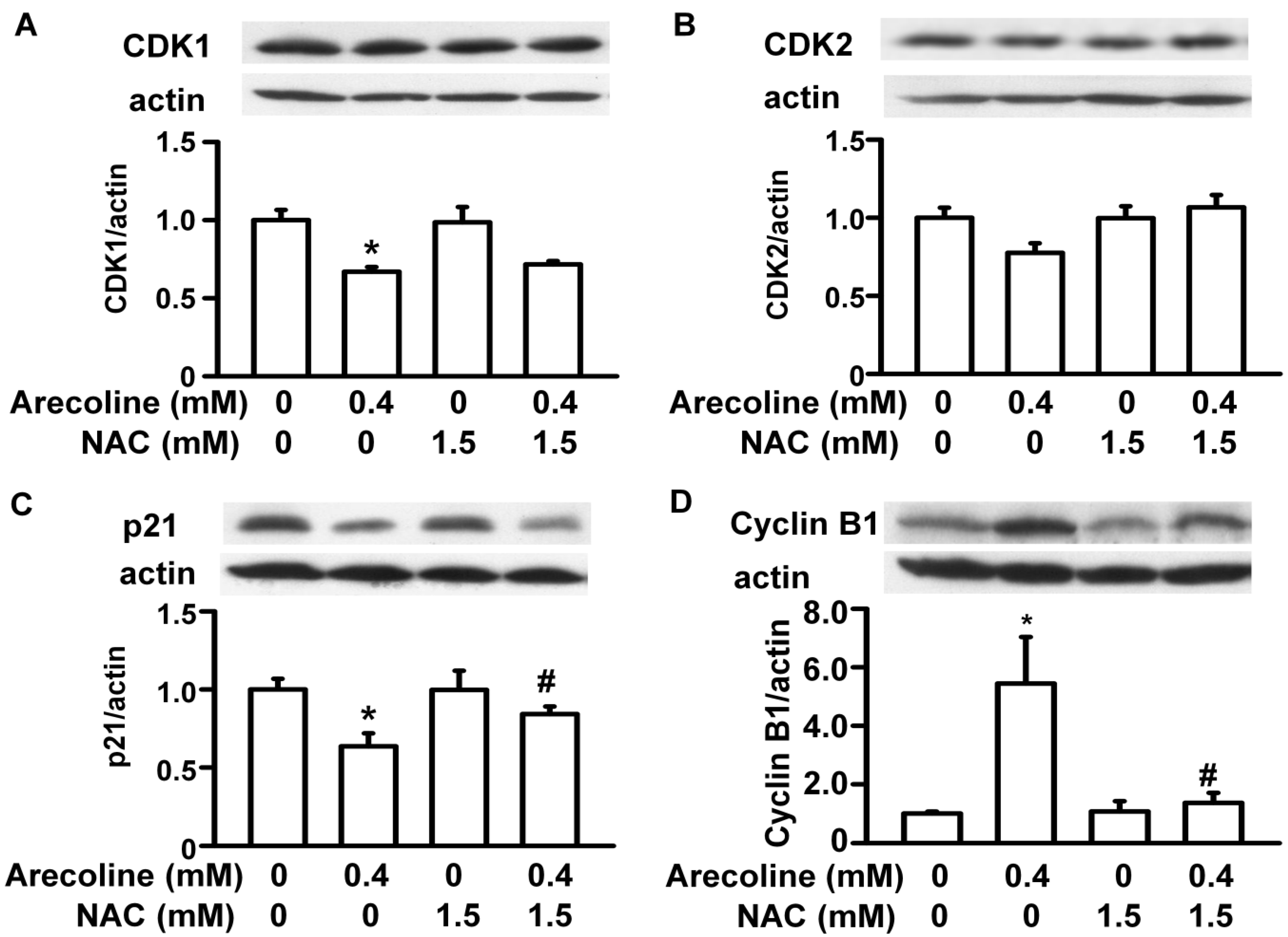 Ijms Free Full Text Betel Nut Arecoline Induces Different Phases Of Growth Arrest Between 7464