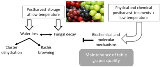 property Imperative result IJMS | Free Full-Text | Table Grapes during Postharvest Storage: A Review  of the Mechanisms Implicated in the Beneficial Effects of Treatments  Applied for Quality Retention