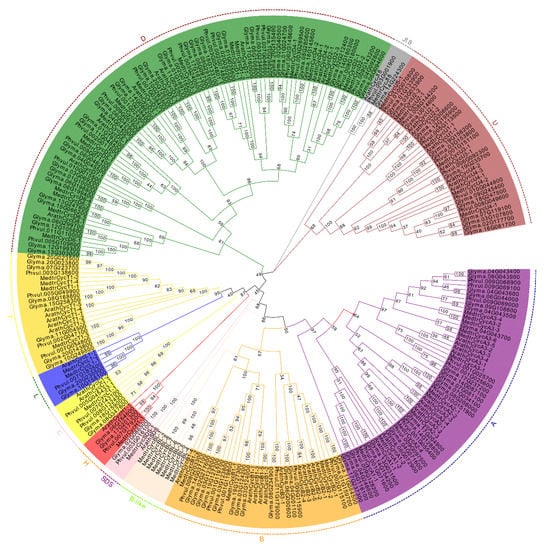 IJMS | Free Full-Text | Genome-Wide Analysis of the Cyclin Gene Family ...