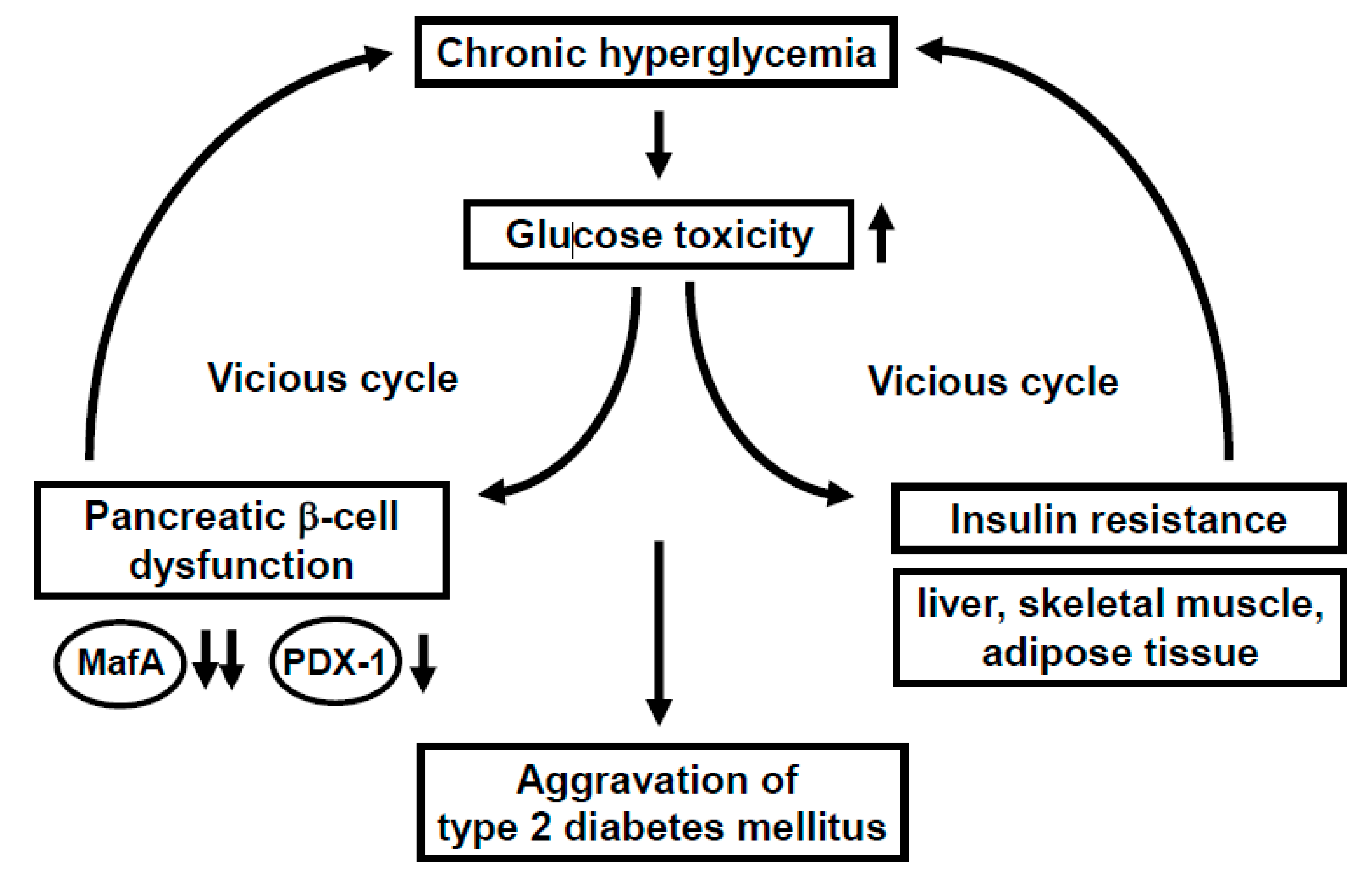 Chronic hyperglycemia and pancreatic dysfunction
