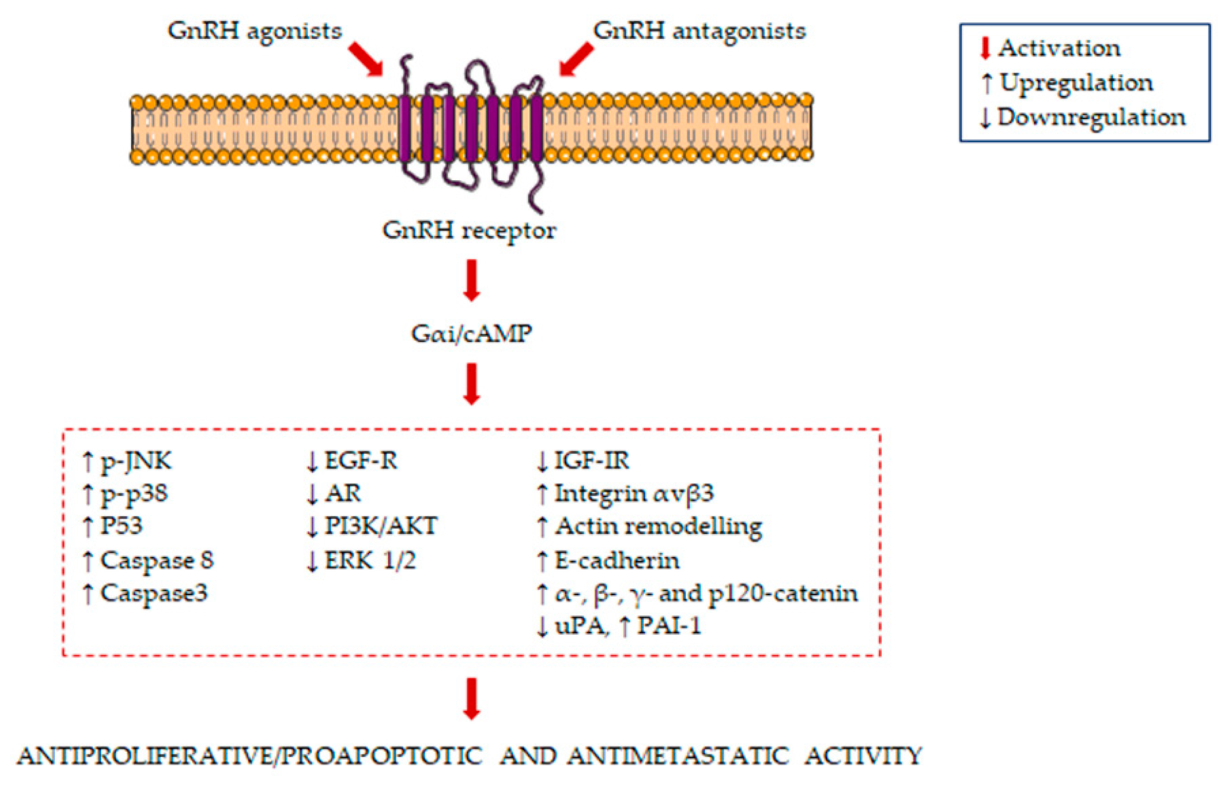 IJMS | Free Full-Text | Gonadotropin-Releasing Hormone Receptors