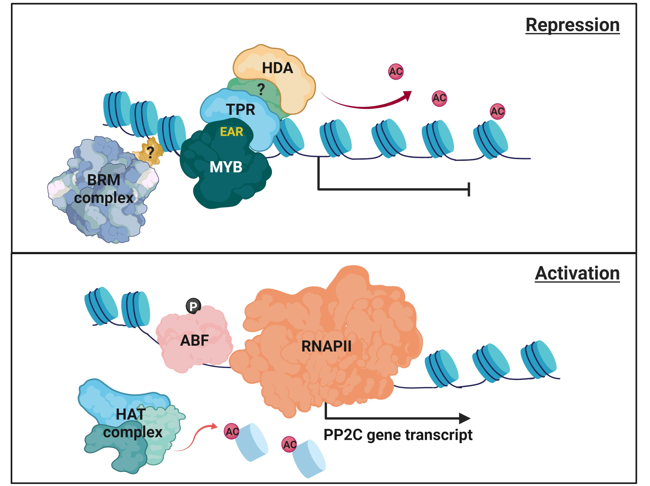 IJMS | Free Full-Text | Transcriptional Regulation of Protein Phosphatase  2C Genes to Modulate Abscisic Acid Signaling