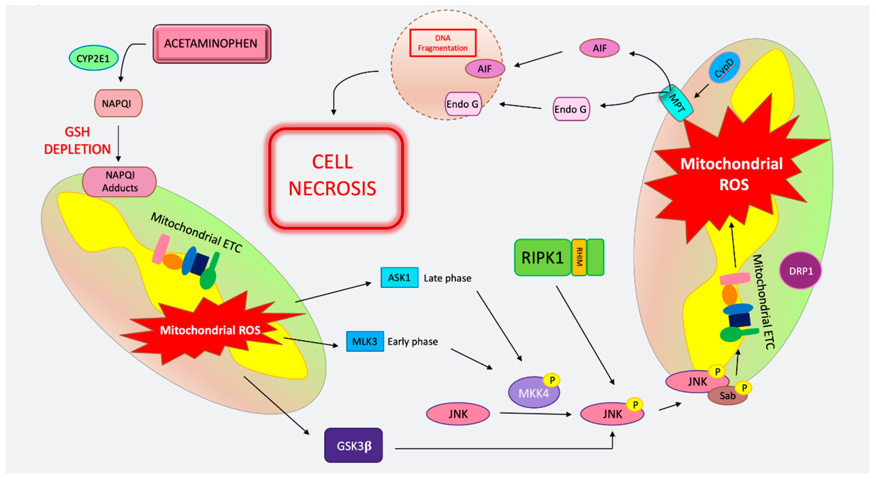 IJMS | Free Full-Text | Cell Death in Liver Diseases: A Review