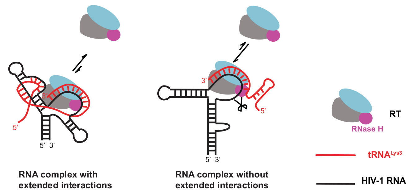 Structure of the 30 kDa HIV-1 RNA Dimerization Signal by a Hybrid Cryo-EM,  NMR, and Molecular Dynamics Approach - ScienceDirect