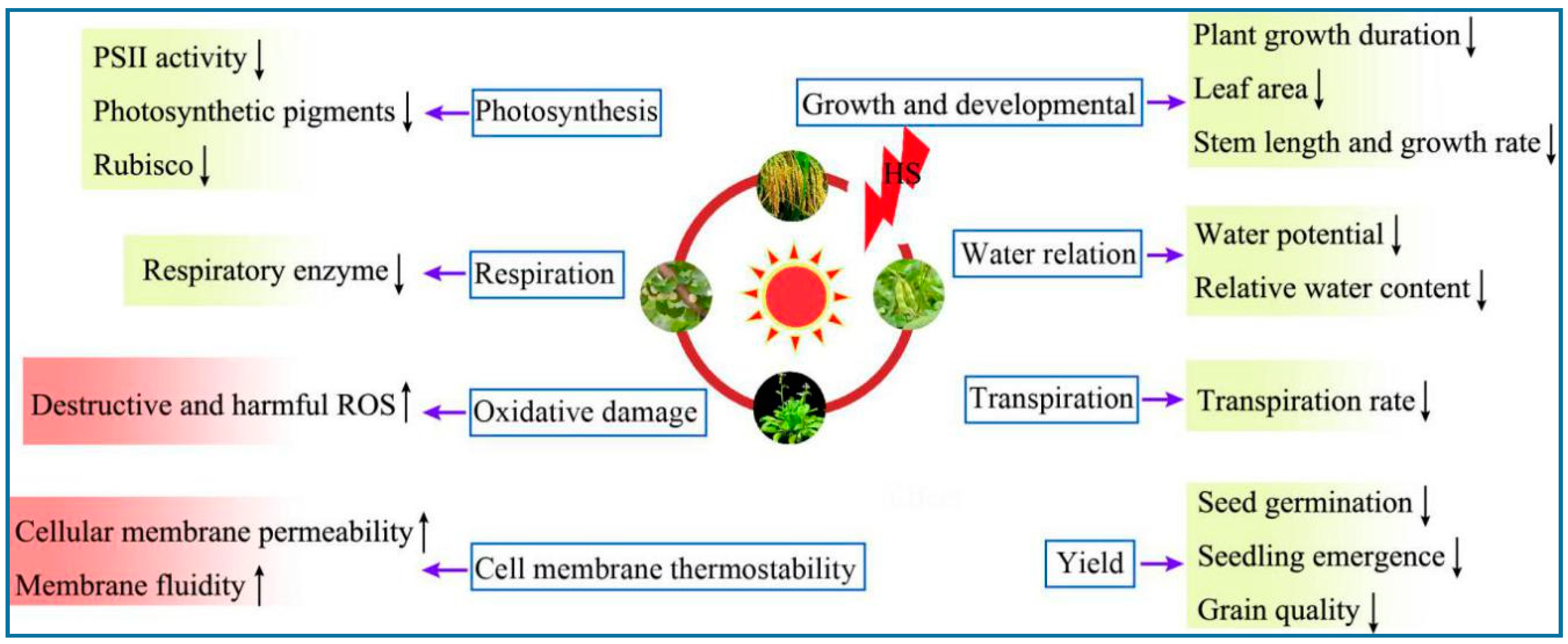 ijms-free-full-text-plant-responses-to-heat-stress-physiology