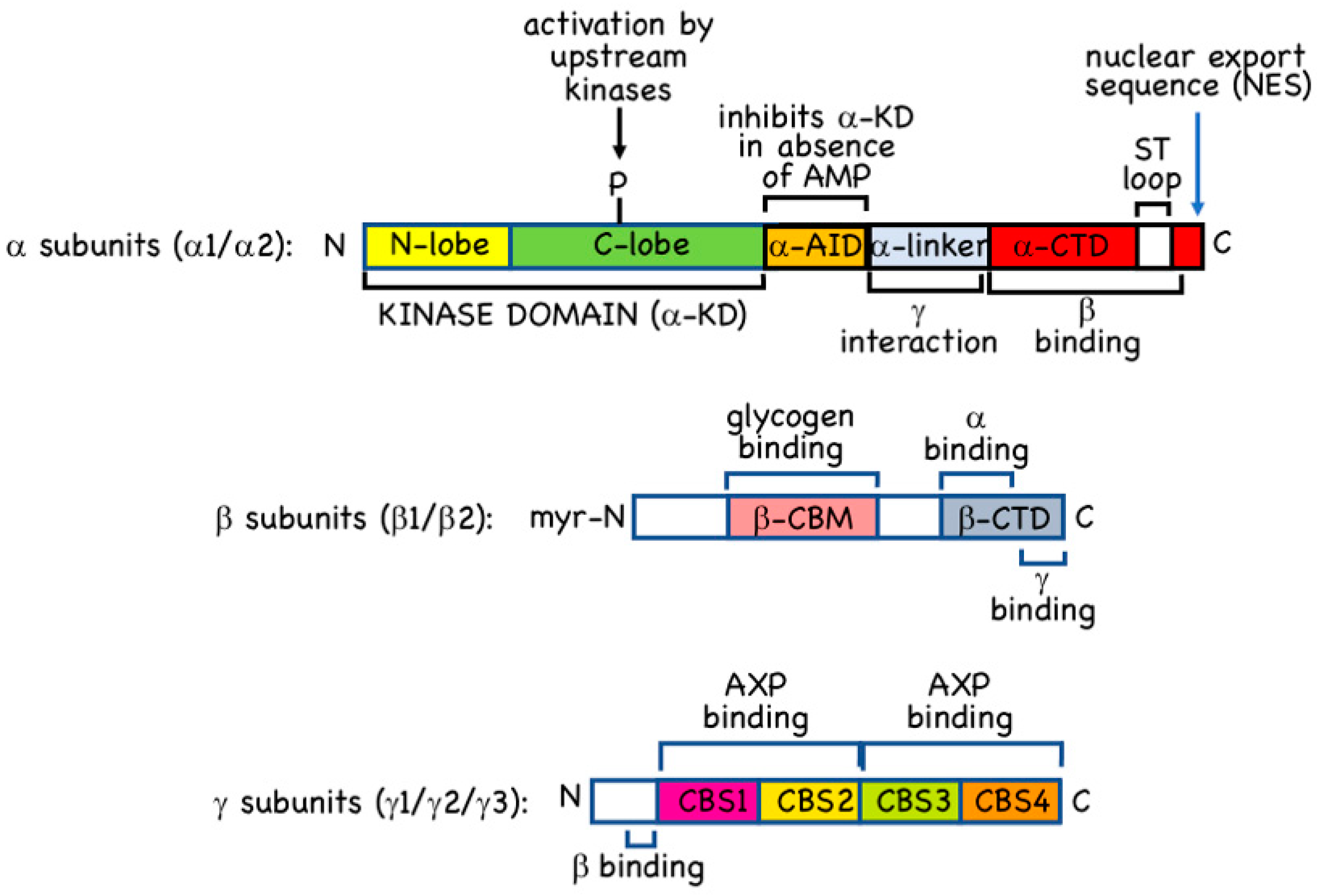IJMS | Free Full-Text | AMP-Activated Protein Kinase: Do We Need 