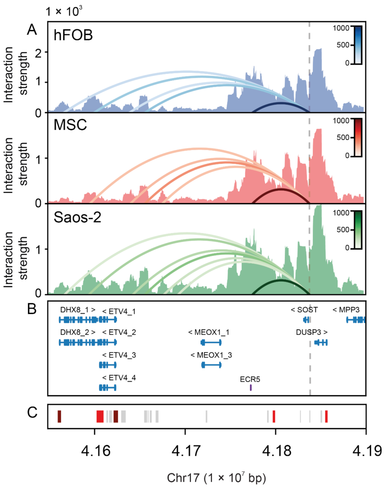 Ijms Free Full Text Genetics And Genomics Of Sost Functional
