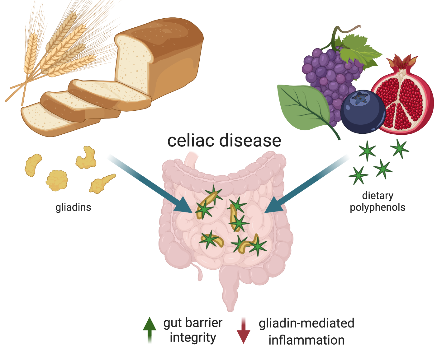 Celiac disease - NabahaKatalina