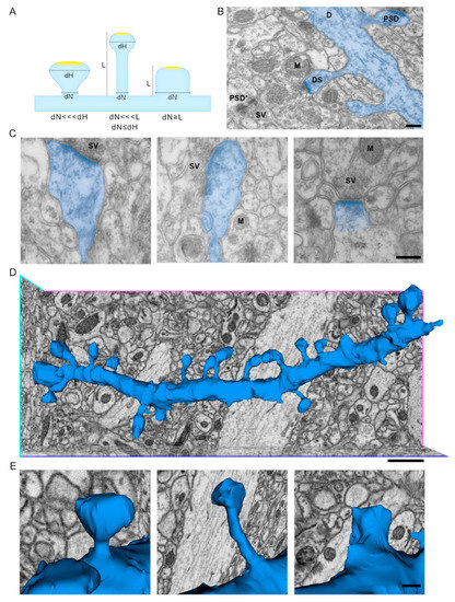 Comparative 2D and 3D Ultrastructural Analyses of Dendritic Spines from ...