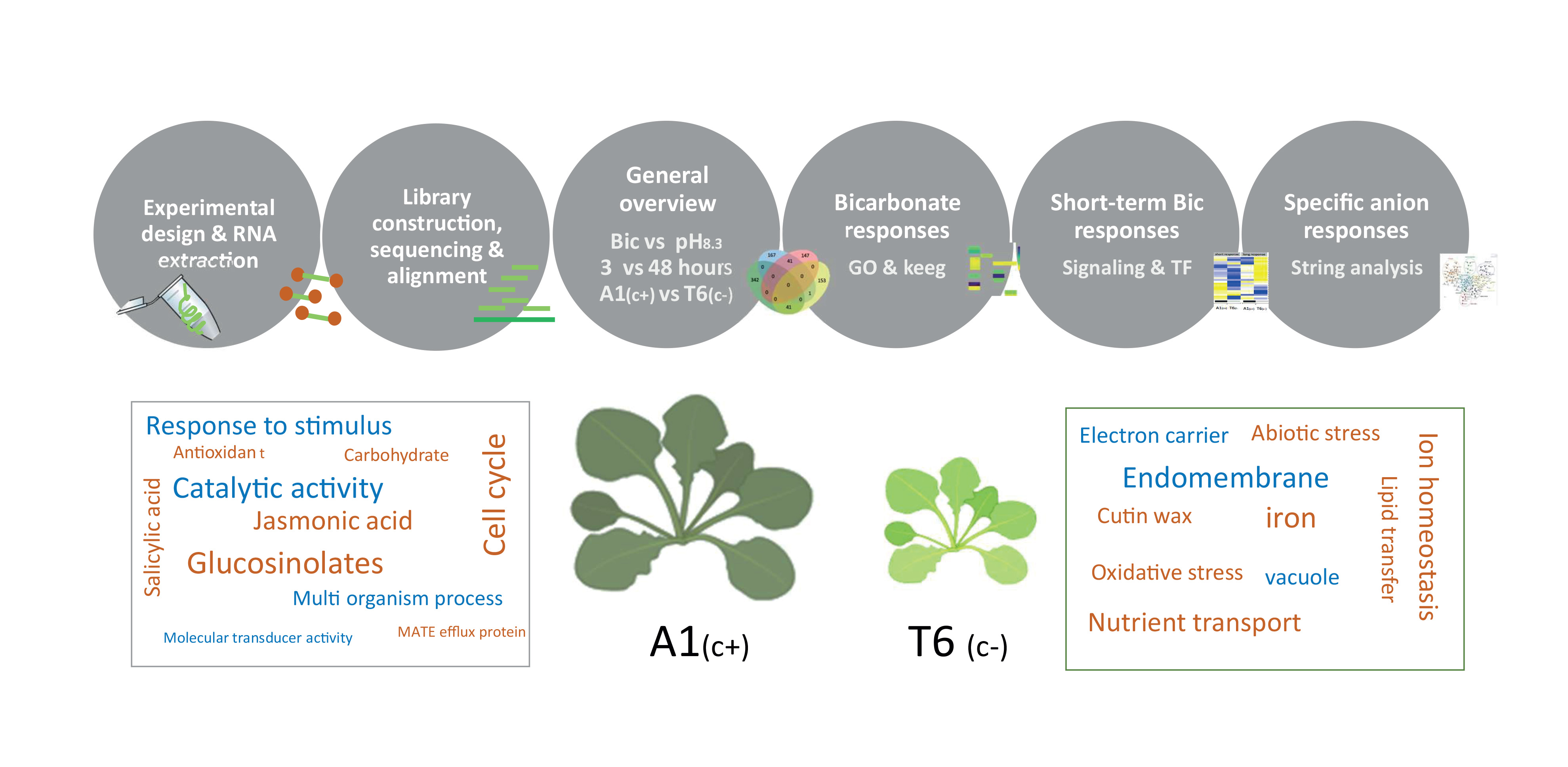 Changes in iron availability in Arabidopsis are rapidly sensed in