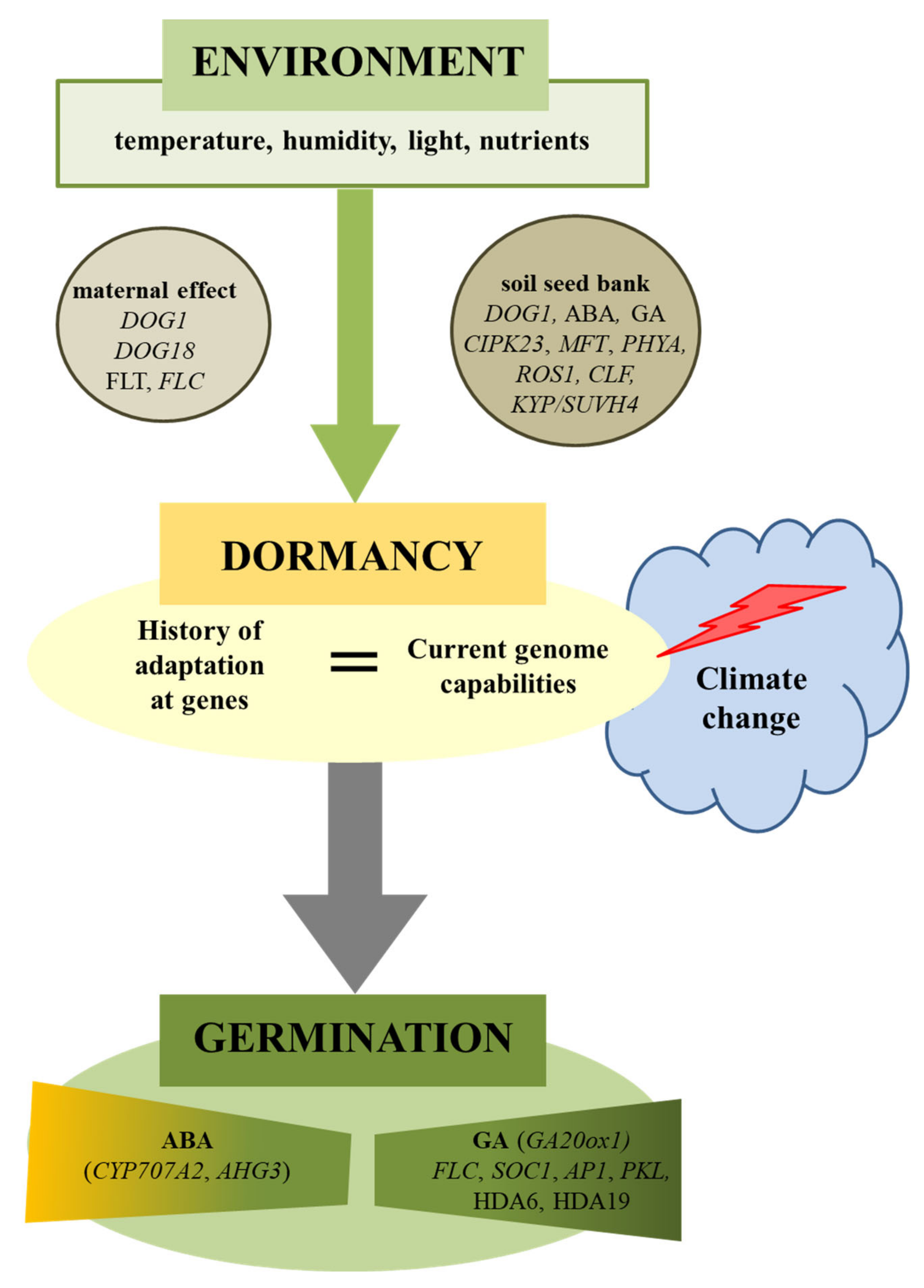 Regulation Of Seed Dormancy And Germination Mechanisms In A Changing Regulation Of Seed Dormancy And Germination Mechanisms In A Changing