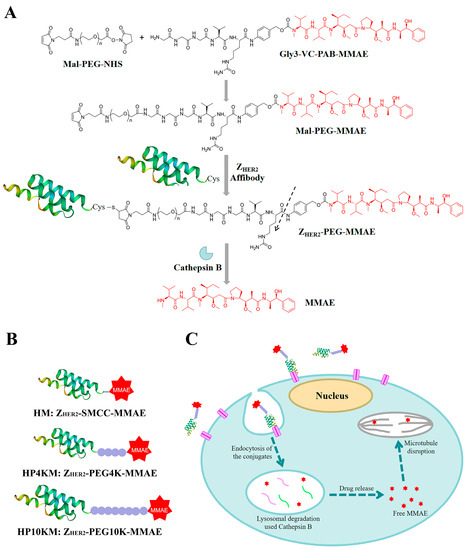 PEG Linker Improves Antitumor Efficacy and Safety of Affibody-Based ...