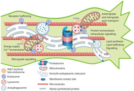 IJMS | Free Full-Text | Axonal Organelles as Molecular Platforms