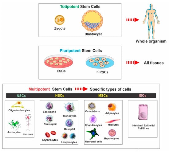 IJMS | Free Full-Text | Regenerative Stem Cell Therapy for ...