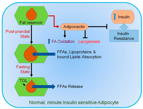 IJMS | Free Full-Text | Association of Adipose Tissue and 