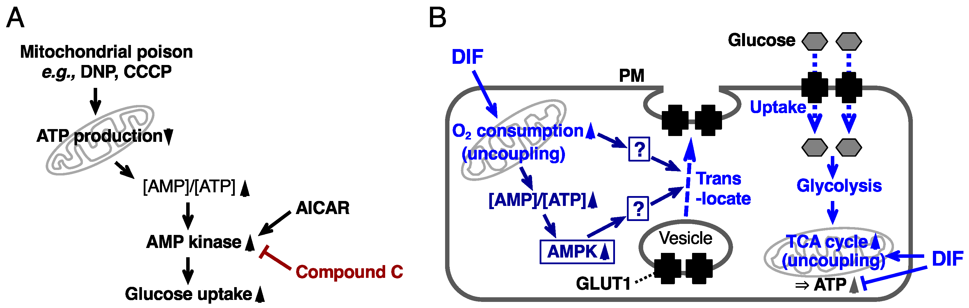 IJMS | Free Full-Text | Dictyostelium Differentiation-Inducing Factor-1 ...