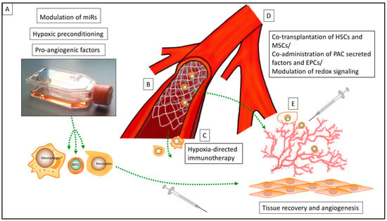 IJMS | Free Full-Text | Strategies To Overcome The Barrier Of Ischemic ...