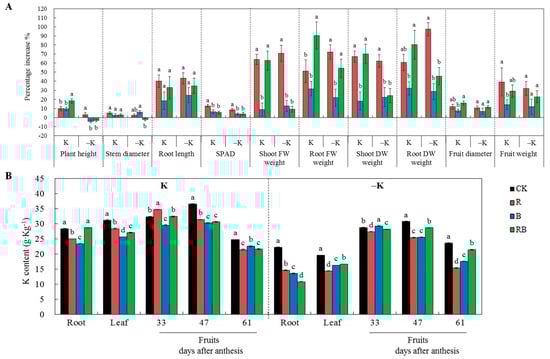 Effects of Supplemental Lighting on Potassium Transport and