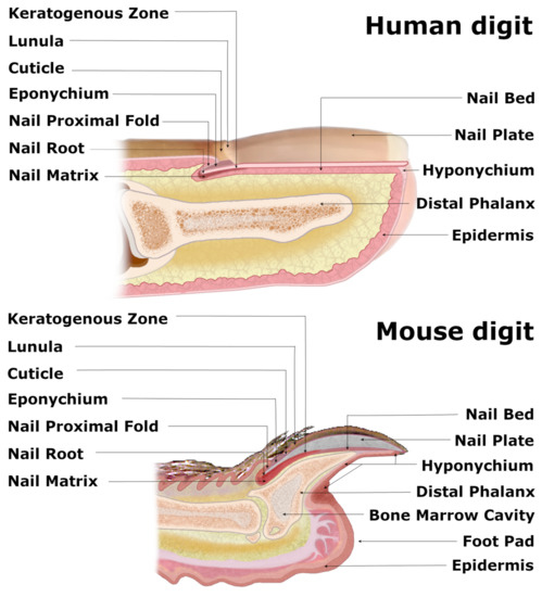 Normal nail structures. | Download Scientific Diagram