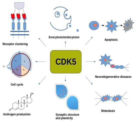 IJMS | Free Full-Text | Cyclin-Dependent Kinases (CDK) and Their Role ...