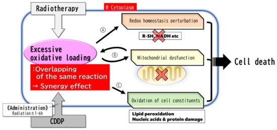 Why Concurrent CDDP and Radiotherapy Has Synergistic Antitumor Effects ...