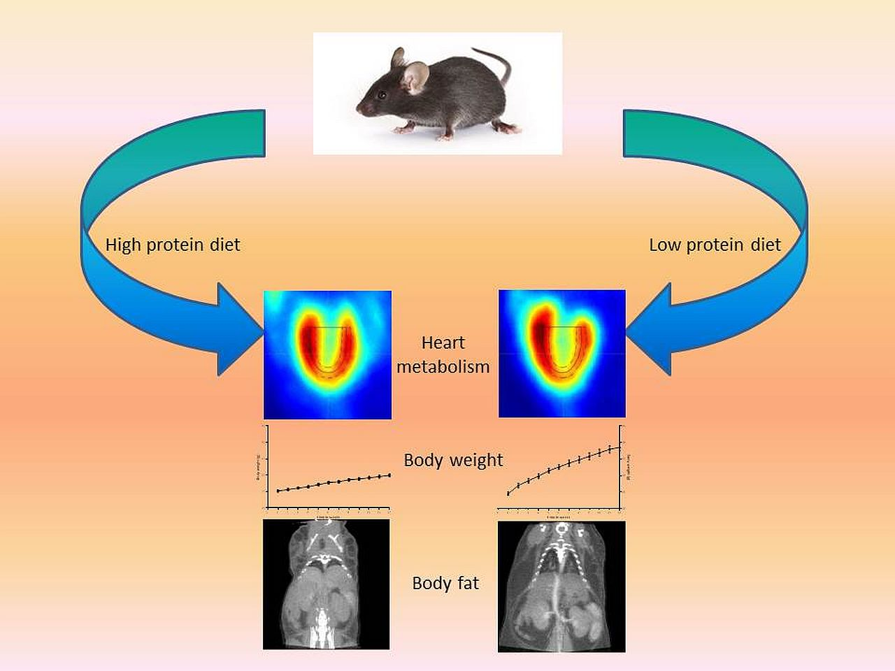 IJMS | Free Full-Text | PET/CT Imaging and Physiology of Mice on High Protein  Diet