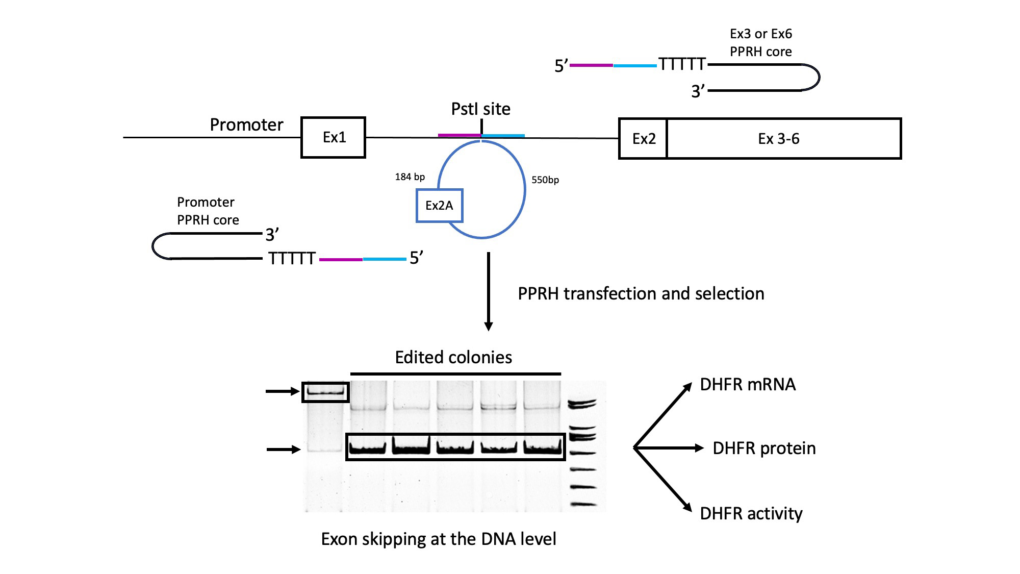 DNA sequence flanking the 6-kb deletion. Uppercase letter
