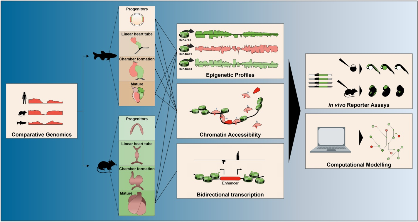 Analysis of multi-way interactions between enhancers and promoters