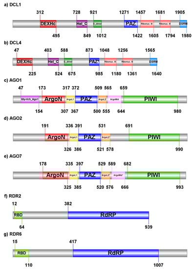 Core RNA Interference Genes Involved in miRNA and Ta-siRNA