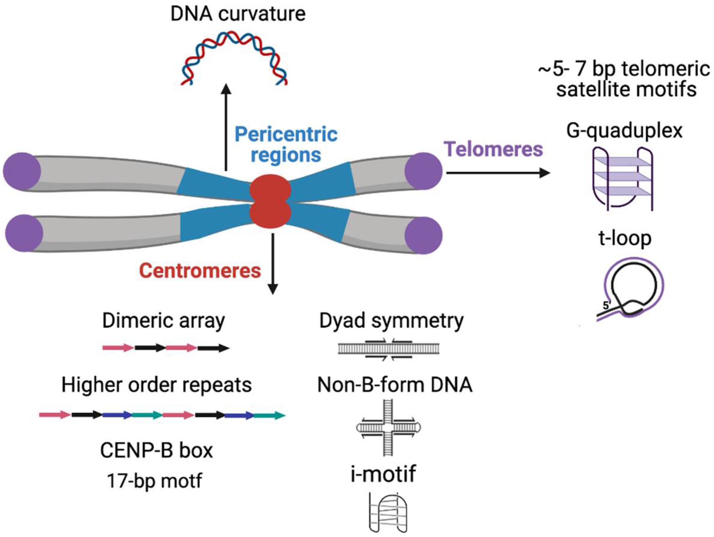 IJMS Free Full Text Sequence Chromatin And Evolution Of Satellite DNA