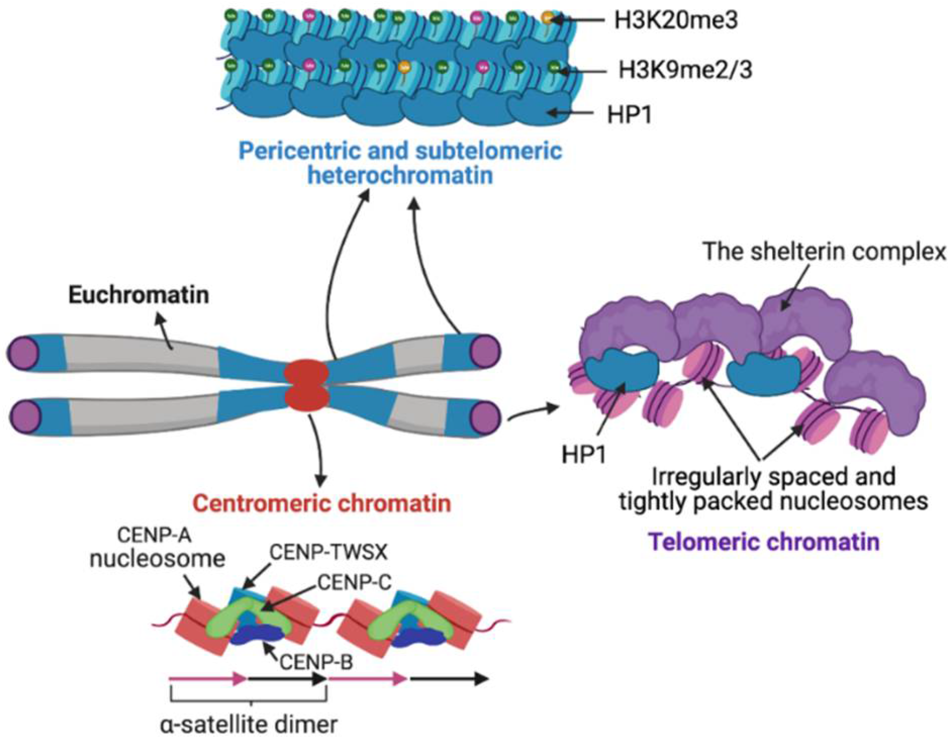 IJMS Free Full Text Sequence Chromatin And Evolution Of Satellite DNA