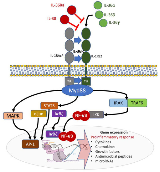 Ijms Free Full Text Exploring The Role Of Il 36 Cytokines As A New