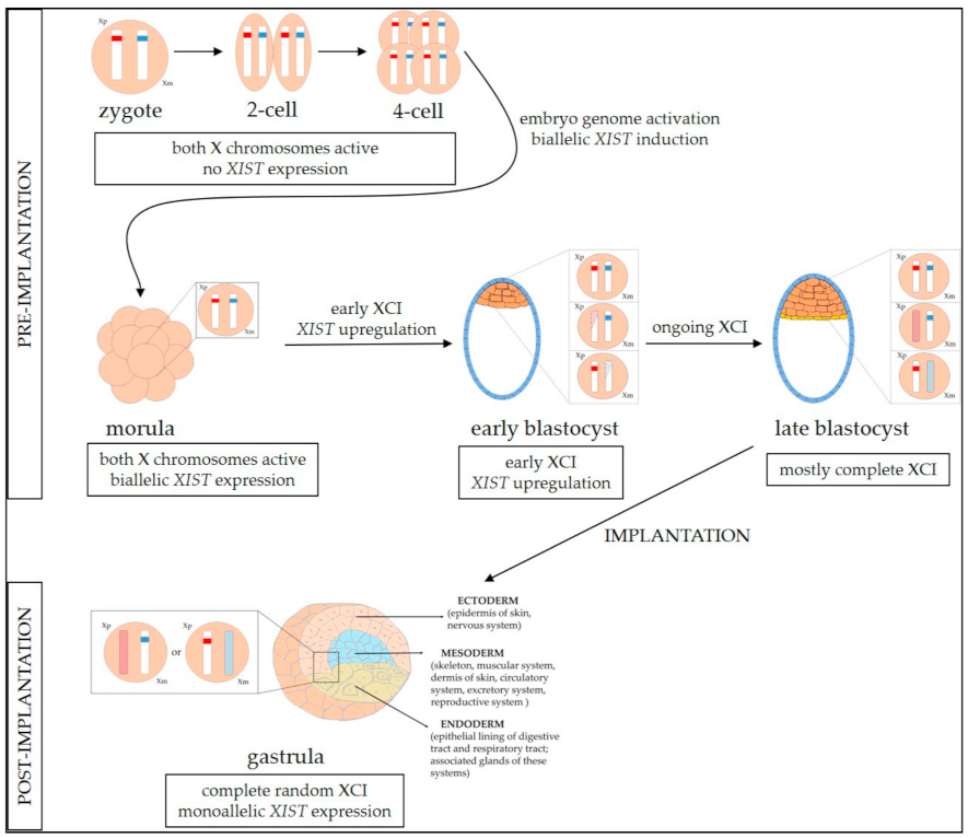 ijms-free-full-text-dosage-compensation-in-females-with-x-linked