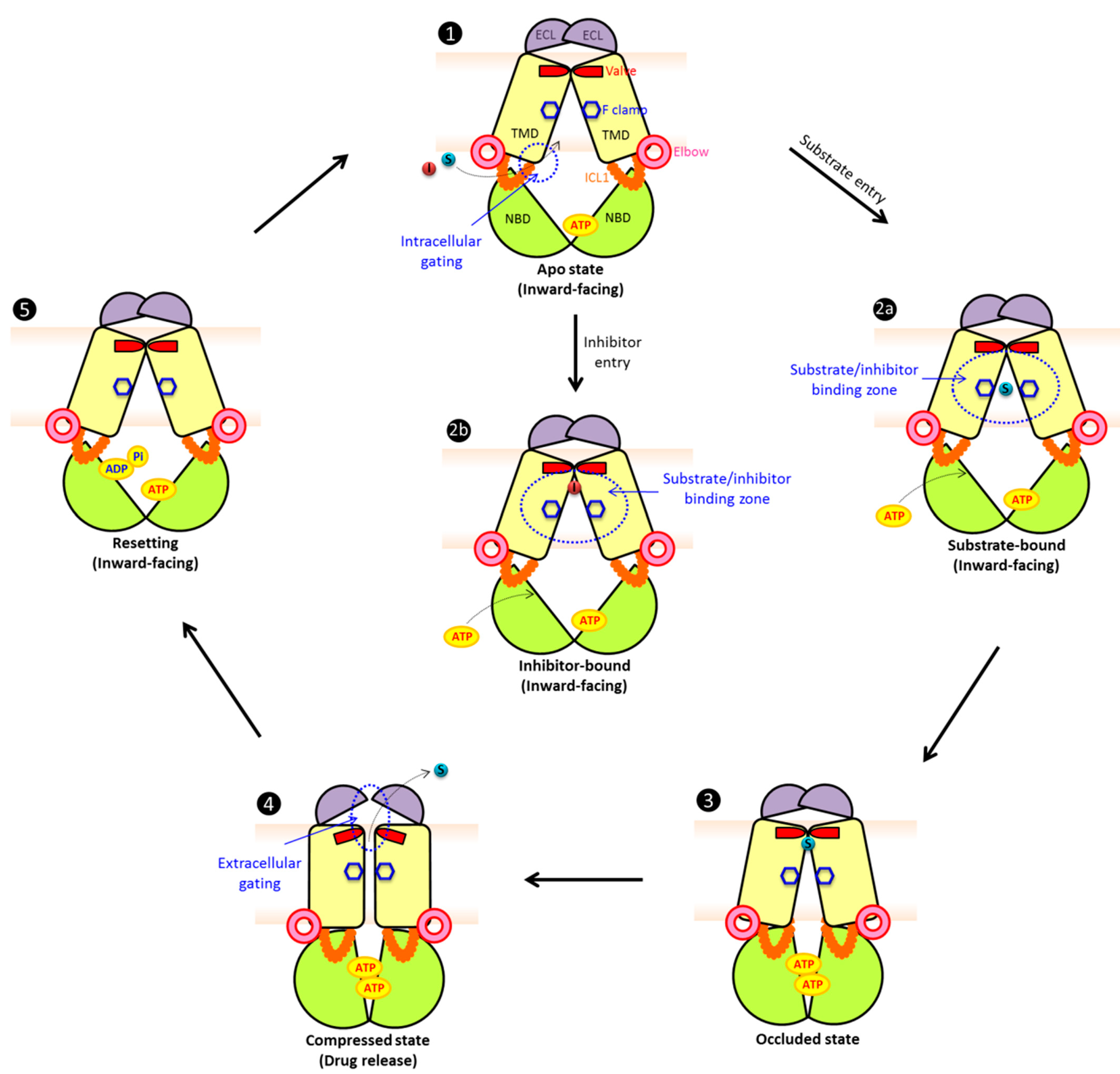 IJMS | Free Full-Text | Multidrug Resistance in Mammals and Fungi