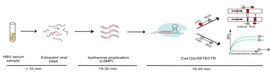 IJMS | Free Full-Text | CRISPR/Cas12-Based Ultra-Sensitive and Specific ...