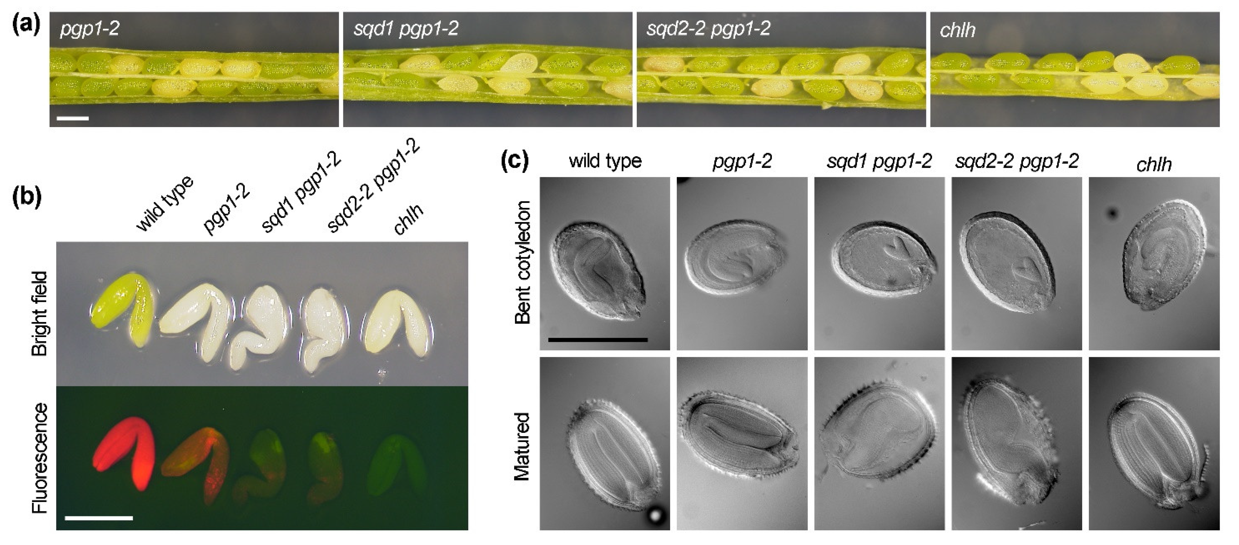 Plastid Anionic Lipids Are Essential For The Development Of Both Plastid Anionic Lipids Are Essential For The Development Of Both