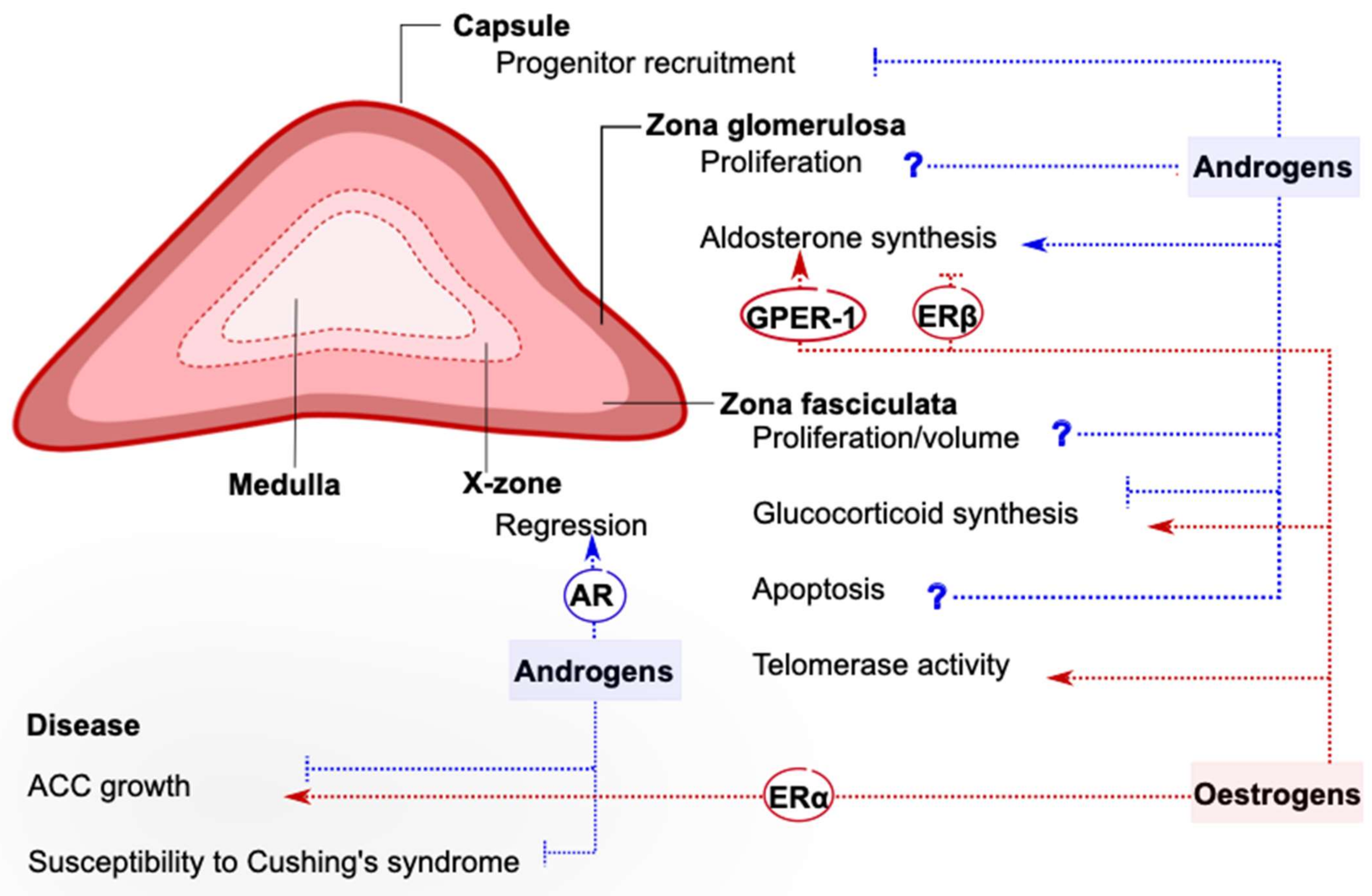 IJMS Free Full Text The Sexually Dimorphic Adrenal Cortex 