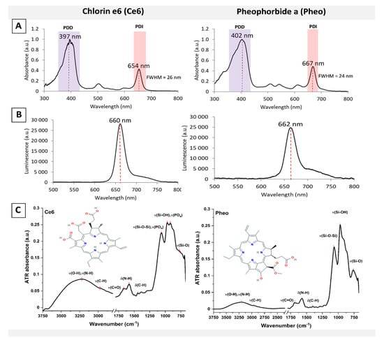 IJMS | Free Full-Text | Bacteria Single-Cell and Photosensitizer ...